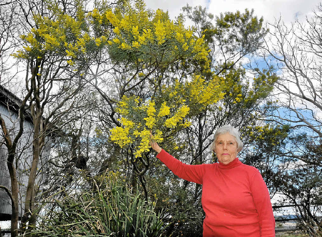 Warwick Society for Growing Australian Plants secretary Betty Armbruster with an Acacia Decora Wattle tree ahead of today’s National Wattle Day.
